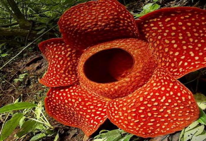 Sepanjang Januari 11 Rafflesia Mekar Di Bengkulu